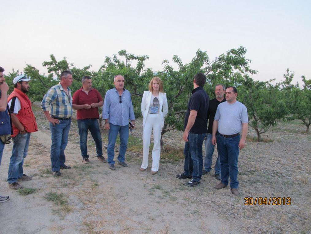 Τεράστιες απώλειες στην φετινή παραγωγή οπωροφόρων